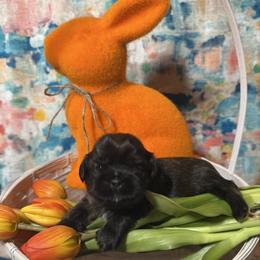 Snickers (Black collar) - Black and tan male Shih Tzu puppy in Sherman, Texas from Shannon’s Sugar Sweet Shih Tzu’s
