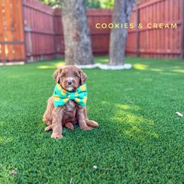 Cookies And Cream - Red  male Goldendoodle puppy in Dallas County, Texas from Dream A Little Doodle