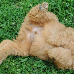 Poodle Puppies from Angel's Star Poodles