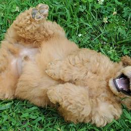 Poodle Puppies from Angel's Star Poodles
