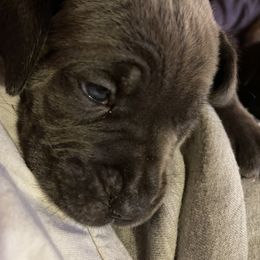 Boerboel and Cane Corso Puppies from DeCola’s Mastiff Paws