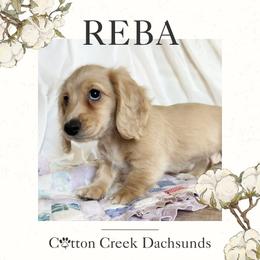 Girl 5 - female Dachshund puppy in Jenks, Oklahoma from Cotton Creek Dachshunds