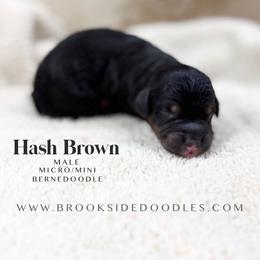Hash brown - Phantom male Bernedoodle puppy in Temecula, California from Brookside Bernedoodles