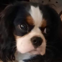 Dixie - Cavalier King Charles Spaniel