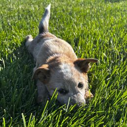 Queen - Red mottled female Australian Cattle Dog puppy in Mount Pleasant, Utah from Christensen Heelers and Labs
