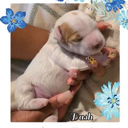 Dash (dark green collar) - Cream male Goldendoodle puppy in Richmond, Virginia from Highland Grove Doodles, LLC