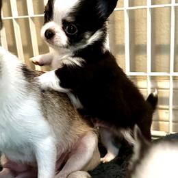 Bubba - Black and white male Chihuahua puppy in Corpus Christi, Texas from Doubletake Chihuahuas