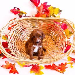 Friday - Red  male Goldendoodle puppy in Kissimmee, Florida from Poodle Doodle Kennels