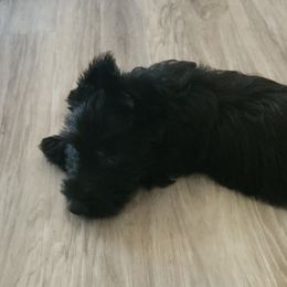 Scottish Terriers from Charissa's Scottish Terriers