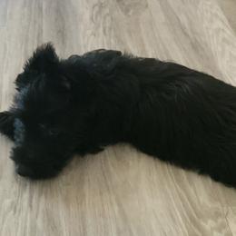 Scottish Terriers from Charissa's Scottish Terriers