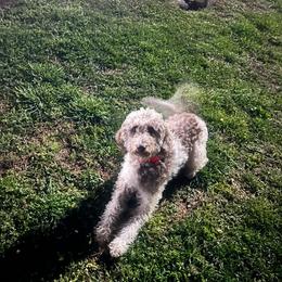 Labradoodle All Grown Up from Maple Bakin’ Doodles