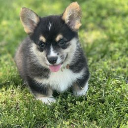 Pembroke Welsh Corgi Puppies from Griswold Pembroke Welsh Corgis