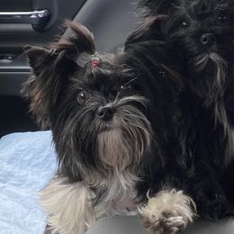 Demi - Yorkshire Terrier