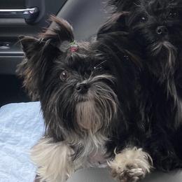 Demi - Yorkshire Terrier
