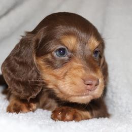 Chocolate and tan girl 1 - Chocolate and tan female Dachshund puppy in Pontotoc, Mississippi from Doubletake Doodles & Dachshunds