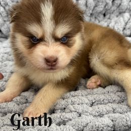 Garth - Red and white male Pomsky puppy in Eastman, Georgia from Once Upon A Pomsky