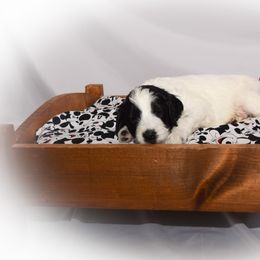 Goldendoodle Puppies from Tbear's Doodles