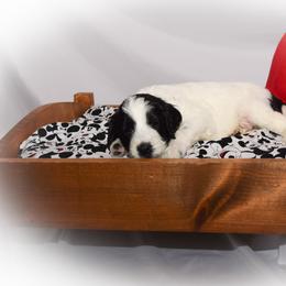 Goldendoodle Puppies from Tbear's Doodles