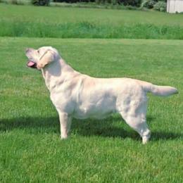 CLEO - Labrador Retriever