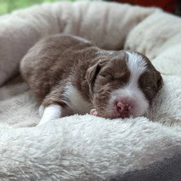 Boy 2 - Red Australian Shepherd puppy in Cape Coral, Florida from Carrotwood Kennel Australian Shepherds