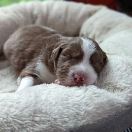 Boy 2 - Red Australian Shepherd puppy in Cape Coral, Florida from Carrotwood Kennel Australian Shepherds