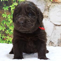 Maple Female Red Collar - Brown female Newfoundland puppy in Dalton, Ohio from Newfforu