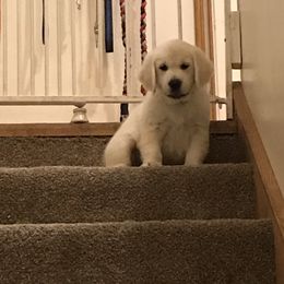 French Bulldog and Golden Retriever Puppies from Show me goldens and frenchies