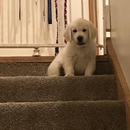 French Bulldog and Golden Retriever Puppies from Show me goldens and frenchies