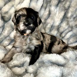 Aussiedoodle, Labradoodle, and Sheepadoodle Puppies from Boxcar Doodles and Poodles