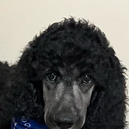 Party - Parti male Poodle puppy in Douglas, Georgia from Big Mama’s Beauties