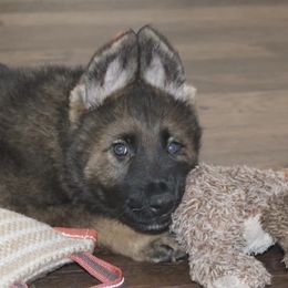 German Shepherd Puppies from Smoky Hill Shepherds