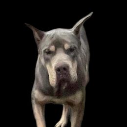 Zidan - Great Dane