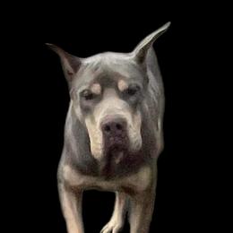 Zidan - Great Dane
