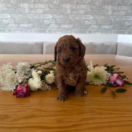 Lily - Apricot female Goldendoodle puppy in Payson, Utah from Country Sky Doodles
