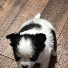 Chihuahua Puppies from Appalachain Cuddles