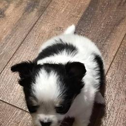 Chihuahua Puppies from Appalachain Cuddles