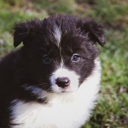 KitKat - Black female Border Collie puppy in Dallas, Texas from Effervescent Border Collies