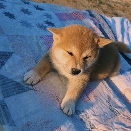 Shiba Inu Puppies from Fountains Courageous