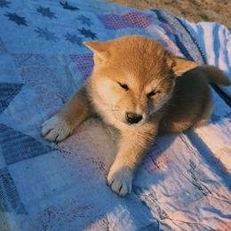 Shiba Inu Puppies from Fountains Courageous
