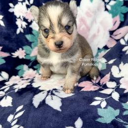 Newark - Silver and white male Pomsky puppy in Sheffield, Iowa from Clover Ridge Pomskies