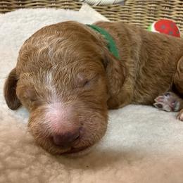 Boy 3 - male Goldendoodle puppy in Clermont, Florida from Da Ruba Doodles