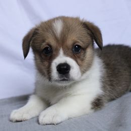 Mackenzie - Sable Pembroke Welsh Corgi puppy in Notasulga, Alabama from DandyLyons Corgis