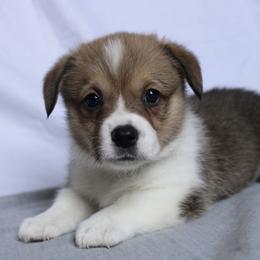 Mackenzie - Sable Pembroke Welsh Corgi puppy in Notasulga, Alabama from DandyLyons Corgis