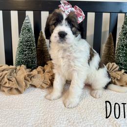 Dottie - Brown and white female Saint Berdoodle puppy in Perrysville, Ohio from Darling Farm Doodles
