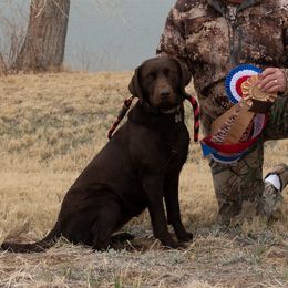 Brandy - Labrador Retriever