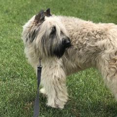 Sasha - Bouvier des Flandres