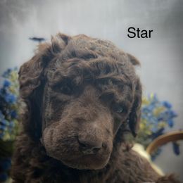 Star - Brown male Poodle puppy in Greenville, North Carolina from Grace Poodles