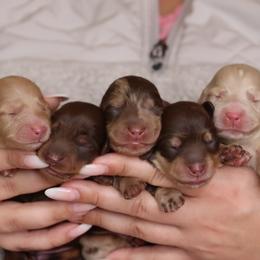 Dachshund puppies from Hidden Hills Dalmatians