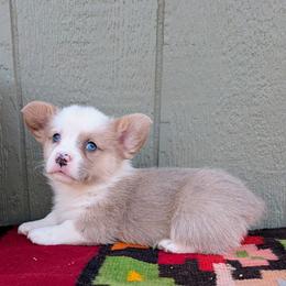Kirk - Fawn merle male American Corgi puppy in Shawnee, Oklahoma from Sunray Ranch