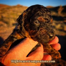 Mr. Blue - Black phantom male Aussiedoodle puppy in Dolan Springs, Arizona from High Desert Companions